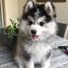 siennarasset